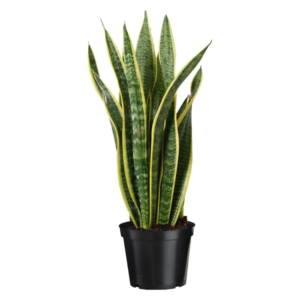 Sansevieria (Plante Serpent)