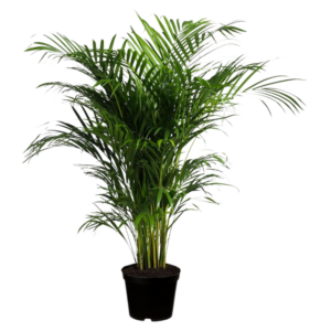 Areca Palm