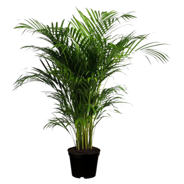 Areca Palm